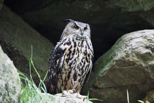 Çürük kavak devrildi,
Bakalım altında kimler kalacak! 
🦉 #ÜRGÜP