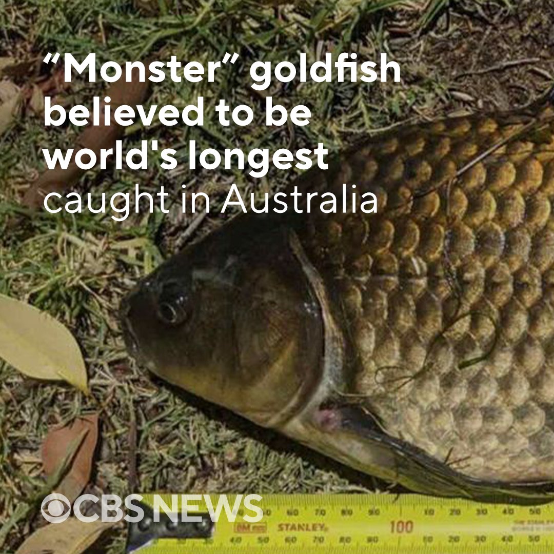 CBS News on X: We're gonna need a bigger tank 👀 An ordinary fishing trip  to a Western Australian lake became “remarkable” after a man reeled in a “ monster” goldfish measuring nearly