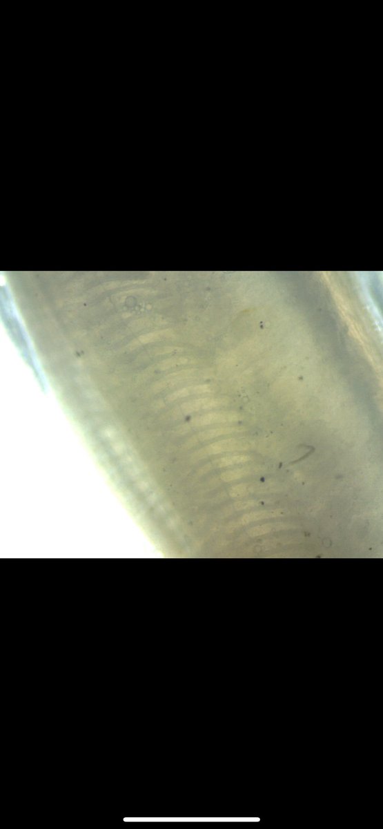 (っ◔◡◔)っ Jacqueline 🌙 tweet media