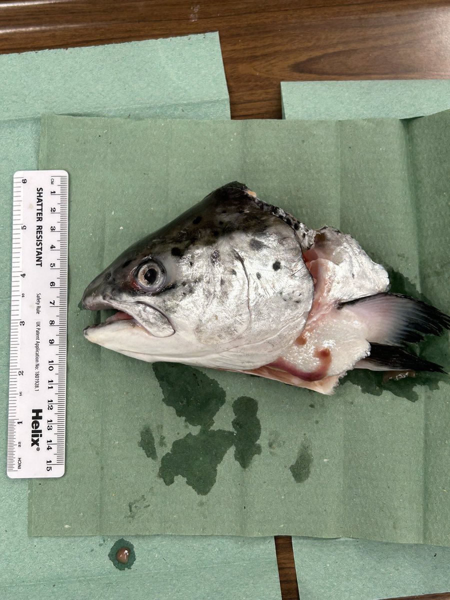 (っ◔◡◔)っ Jacqueline 🌙 tweet media