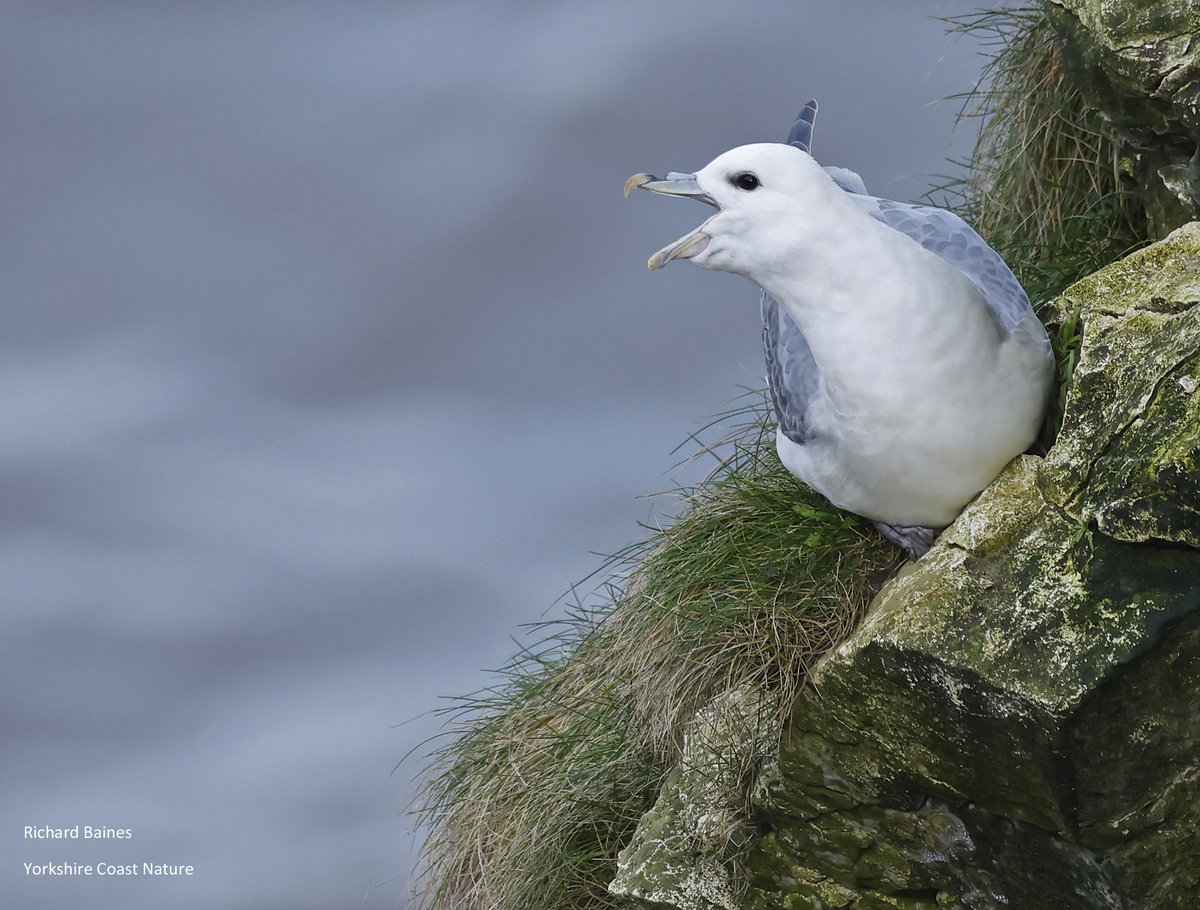 YCNature's tweet photo. Fulmars And Winter Songbirds - A Walk On The Great White Cape. My new blog on our website. On the 7 February I had a fabulous birding walk from @Bempton_Cliffs towards Flamborough @FlamboroughBird Read all about it here: https://t.co/m7wLtifn5H https://t.co/sVVnCNlw0K