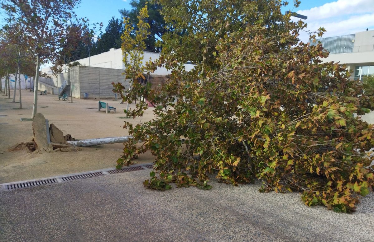 Protección Civil Utebo (@avpcutebo) on Twitter photo 2 Noviembre 2023
14:51h Activados por <a href="/112Aragon/">112 Aragón</a> por la caída de un árbol en la Calle Rosalía de Castro hasta 18:29h.
Colaboran: <a href="/PoliciaUtebo/">Policía Local Utebo</a>, Brigada Municipal y Protección Civil de Utebo
<a href="/AytoUtebo/">Ayuntamiento de Utebo</a> <a href="/MAmbienteUtebo/">Medio Ambiente Utebo</a> 2 Noviembre 2023
14:51h Activados por <a href="/112Aragon/">112 Aragón</a> por la caída de un árbol en la Calle Rosalía de Castro hasta 18:29h.
Colaboran: <a href="/PoliciaUtebo/">Policía Local Utebo</a>, Brigada Municipal y Protección Civil de Utebo
<a href="/AytoUtebo/">Ayuntamiento de Utebo</a> <a href="/MAmbienteUtebo/">Medio Ambiente Utebo</a>