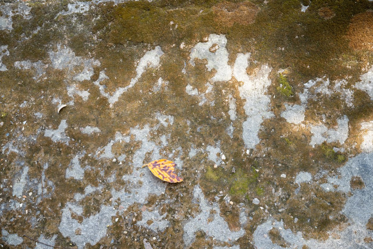 YeHangHarry's tweet image. Concrete floor covered with moss. Photo reference. Taken at Chiang Mai Zoo
#TextureReference #EnvironmentArt