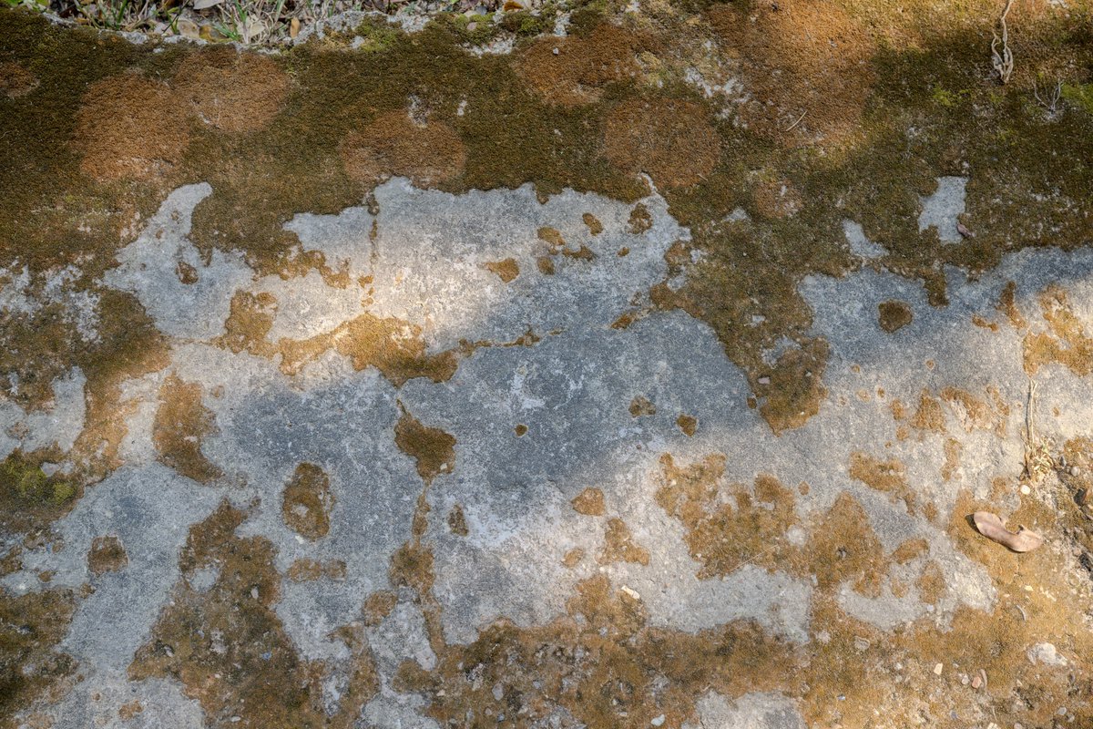 YeHangHarry's tweet image. Concrete floor covered with moss. Photo reference. Taken at Chiang Mai Zoo
#TextureReference #EnvironmentArt