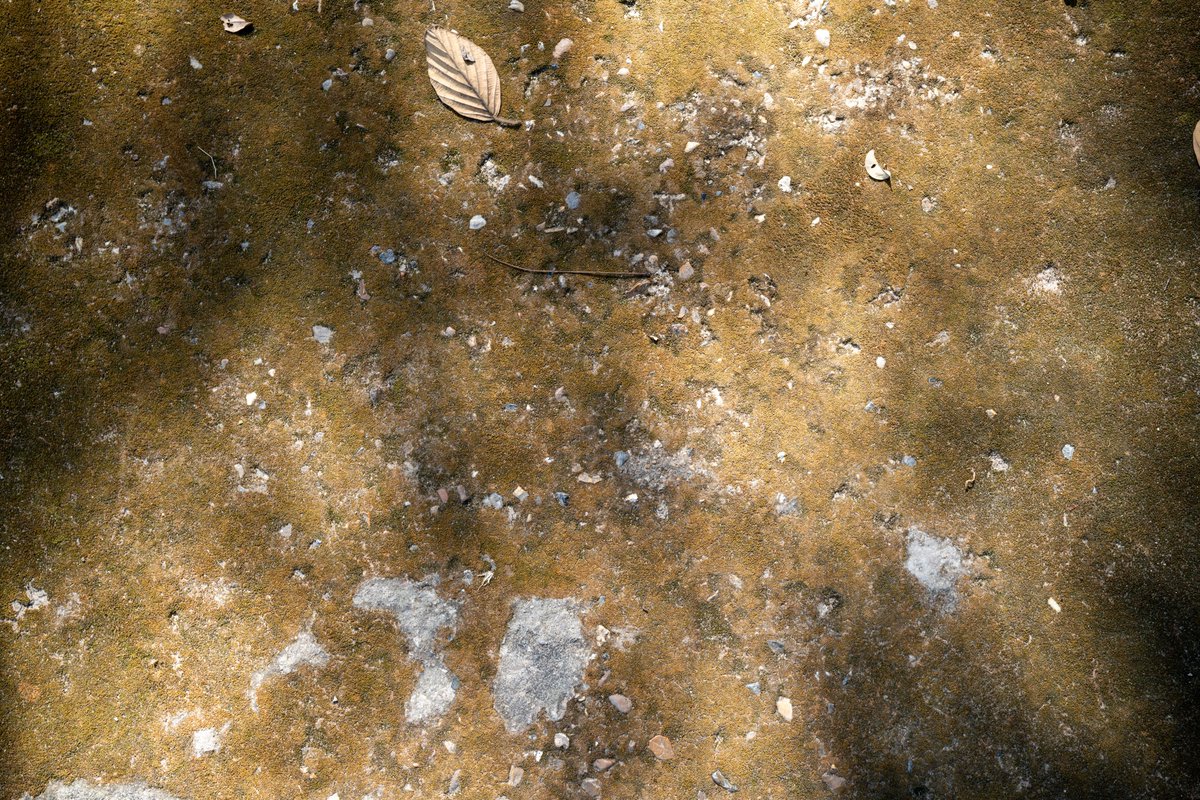 YeHangHarry's tweet image. Concrete floor covered with moss. Photo reference. Taken at Chiang Mai Zoo
#TextureReference #EnvironmentArt