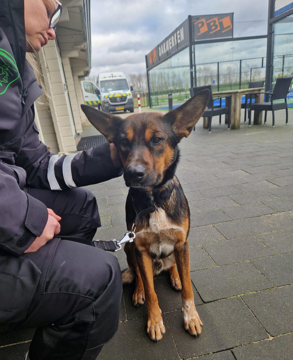 DA_Velsen's tweet photo. Zo deze jongen na 3 dagen zoekende naar zijn baasje weer herenigd. Baasje en hond hartstikke blij. En daar dien wij het voor. https://t.co/AoUjoX5Uhk