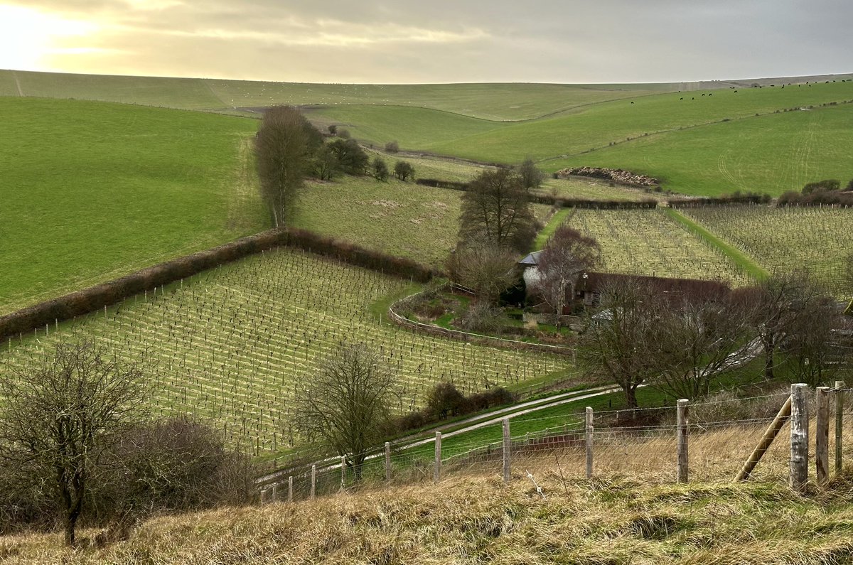 socratext's tweet photo. #BreakyBottom vineyard starting to stir #sussex https://t.co/zwyKaeg7cd
