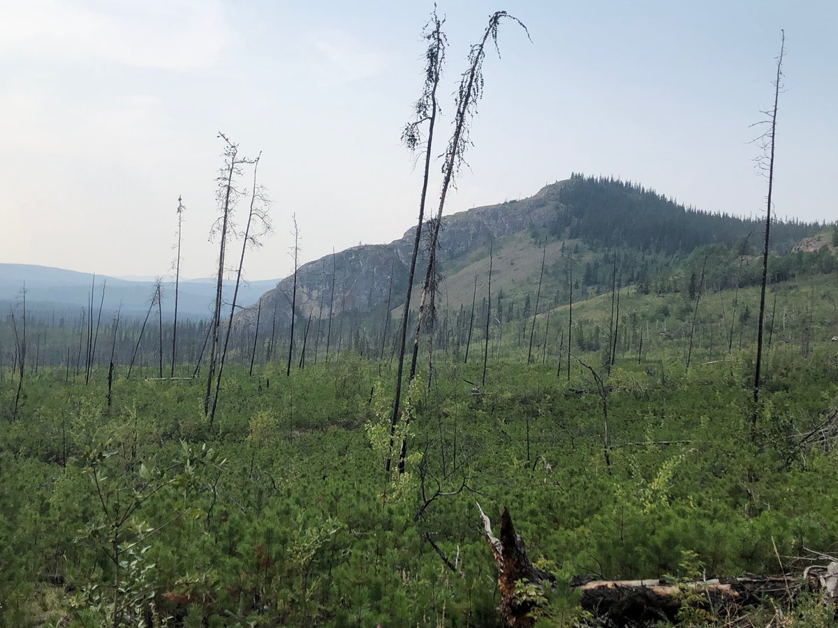 We have two fully funded PhD positions on a new project in the Yukon working on 1) understanding boreal forest resilience in the face of fire and pathogens & 2) evaluating the impact of these processes on availability of mountain caribou forage. Join us! forestecology.ca/uncategorized/…