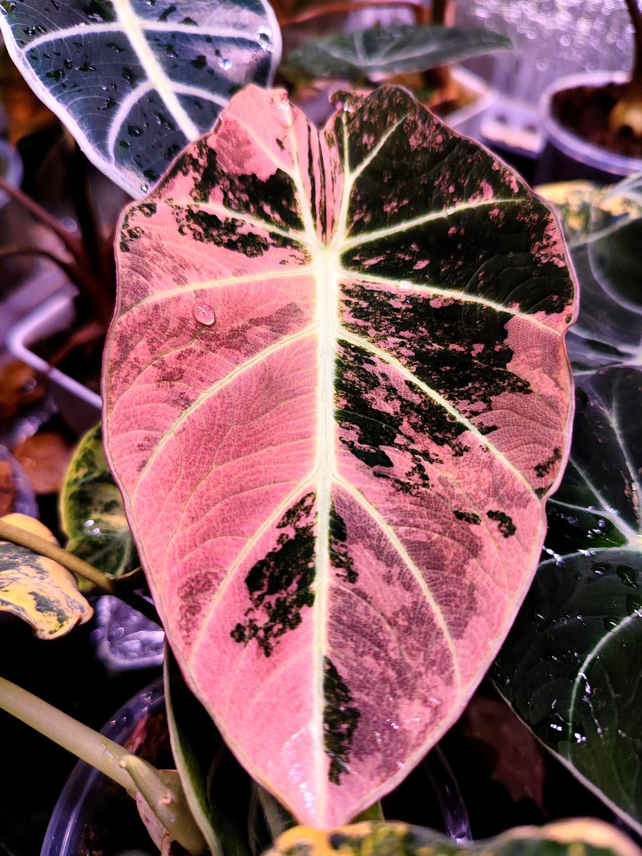 zczza2's tweet image. 新年快乐～