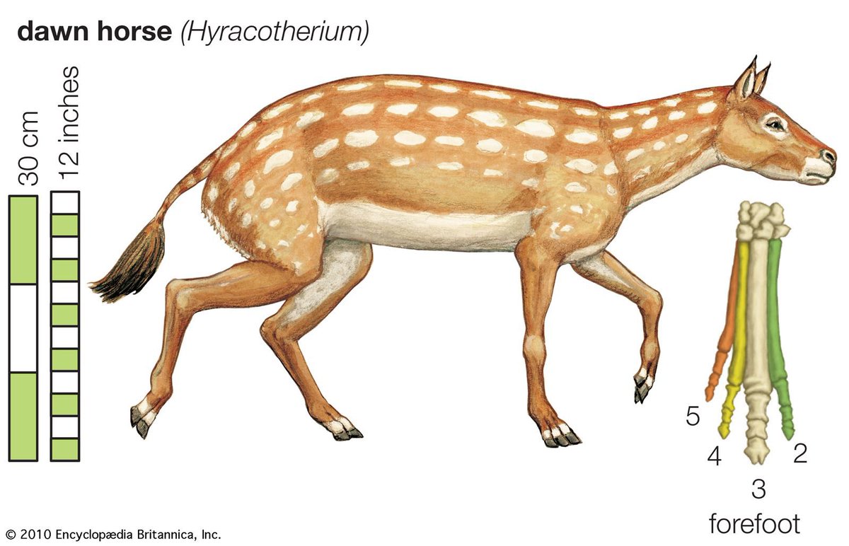 dictionarypod's tweet photo. The #eohippus was tiny! Swipe to see a comparison.
#horse #horses #dawnhorse #thedictionary #words #wordnerds #intelligence #knowledge #podcast #dictionary #wordnerd #podcasting #books #geek #geeky #learn #nerd #smart #wordoftheday #book #word #dailypodcast #edutainment https://t.co/bZL9sHQLDN