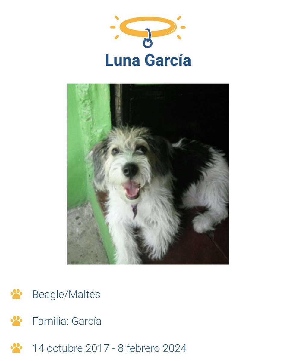 Jennygc07's tweet photo. Mi perrita falleció ayer y justo está canción acaba de salir🤍🫂 https://t.co/OSLOzmHGth