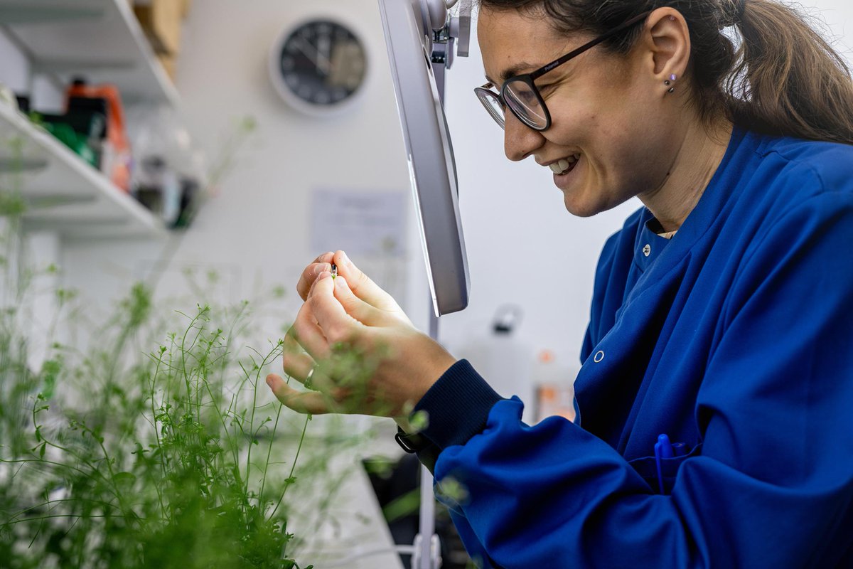 👀We are looking for a Research Laboratory Assistant to work in Natasha's Crop Breeding Technologies group. jobs.cam.ac.uk/job/45145/ 🌱🌾#vacancy #Sciencejobs #Labassistant