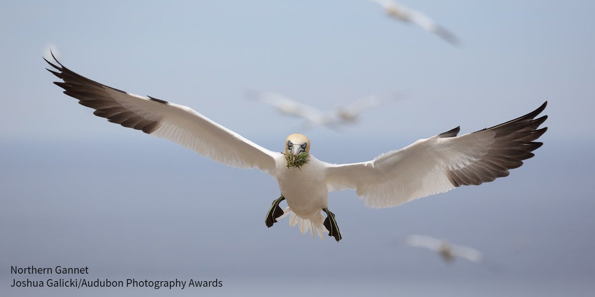 Reducing emissions is critical to conserving birds from climate threats. @ENERGY just announced a $4.75 million investment in responsibly-sited offshore wind energy that will create a cleaner future for people and wildlife. bit.ly/49w6TAu #BirdsTellUs #OceanClimateAction