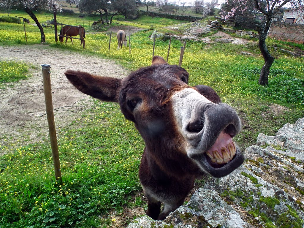 andyalbe's tweet photo. Hasta se parecen! https://t.co/iJvk2ydqZp