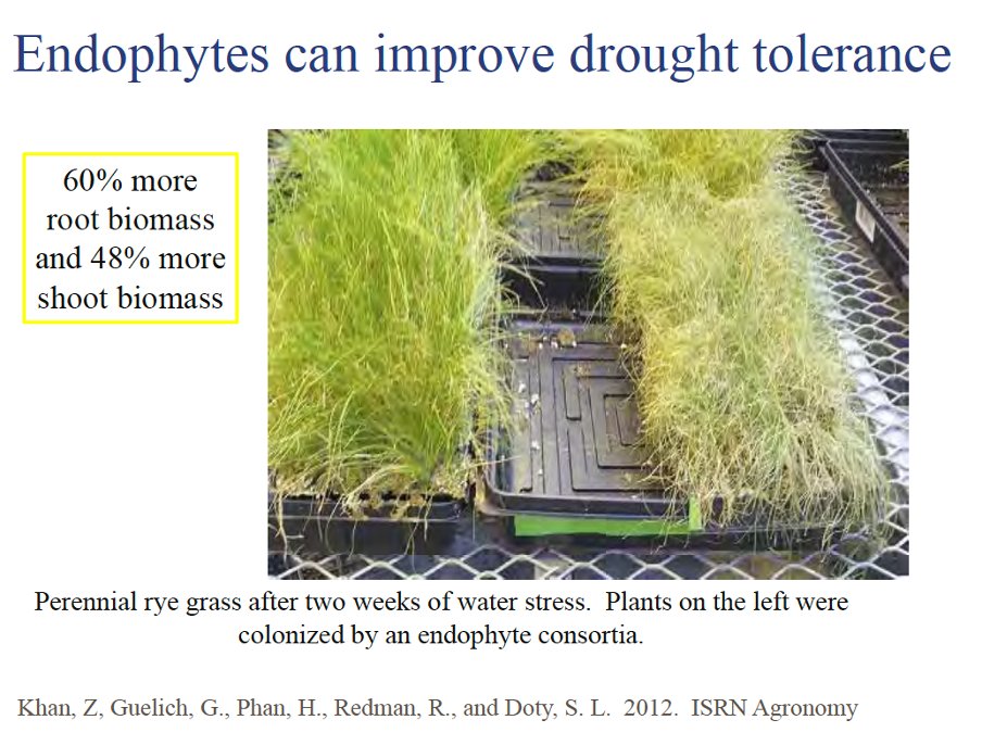 uniumbioscience's tweet photo. Its well documented the #endophytes 🦠 in #TARBIS help the plant to mitigate environmental stress especially #drought 🥵 but we have also seen improved #cold tolerance 🥶 #Biology
https://t.co/lNNZxflVzz https://t.co/23ntJHqnRA