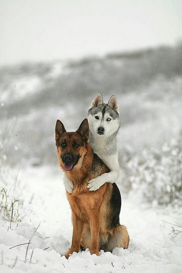 Born to be wild. 🐾🐺

#wolf #wolves #FridayFeeling #FridayVibes #fridaymorning #FursuitFriday #FlashbackFriday #YearoftheDragon #Jill #FridayMotivation #Beau