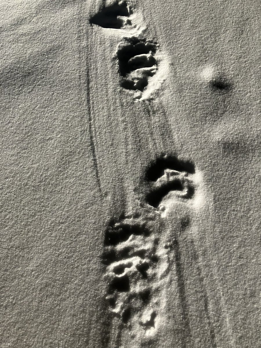 Polar bear tracks. Spotted on the way back from shelter building. There are also smaller Arctic fox prints mixed in, following up for any free morsels.