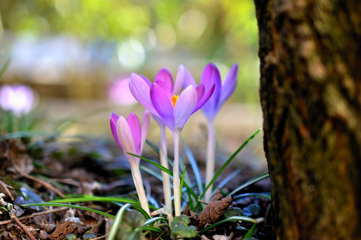 Early spring flowers like primrose, crocuses, daffodil & snowdrops are a welcome sight for many pollinators as they start to emerge. 🌻🐞🌷 They're an important energy source for pollinators, providing nectar early in the season. #Wildflowers #PLT #london