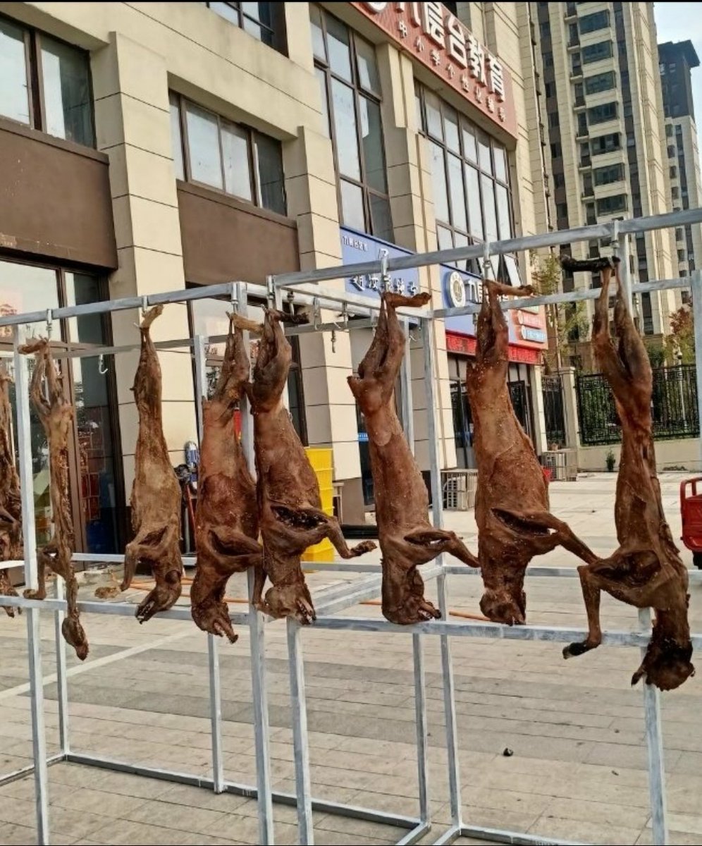 Chinese New Year in 2024 falls on Feb 10 &amp; ends with the Lantern Festival on Feb 24.

The New Year is almost here and preparations have been made - many dogs have been killed so that #dogmeat eaters can have dog meat for the New Year’s Eve dinner!

#Mansbestfriends #wearenotfood