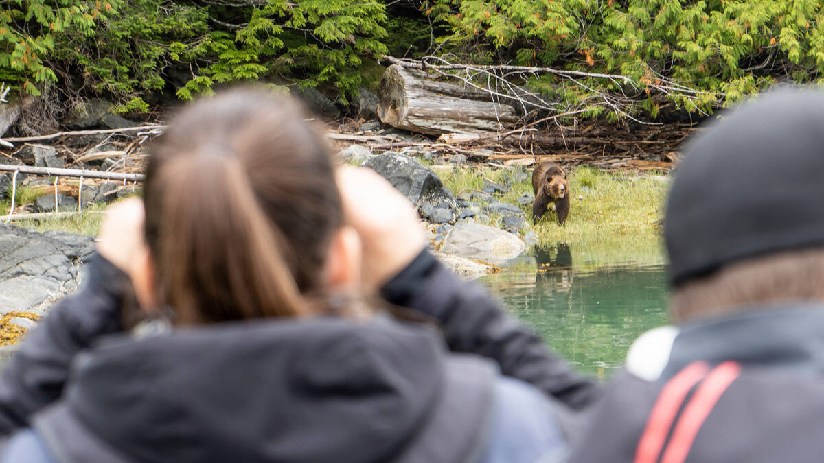 Embarking on the third installment of our Wild Pledge series, we shift our gaze towards an inherent part of Northern Vancouver Island – the diverse wildlife and pristine habitats.
Learn more:  vancouverislandnorth.ca/travel-tip/obs…

#GoNorthIsland #ForTheGoodOfOurWild