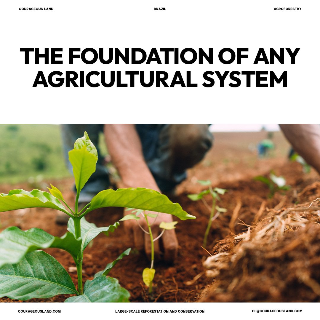 The health of the soil is the foundation of any agricultural system, and agroforestry is a champion in this realm. The integration of trees into croplands creates a living, breathing soil ecosystem teeming with microbial life.

📍CL Hub São Paulo