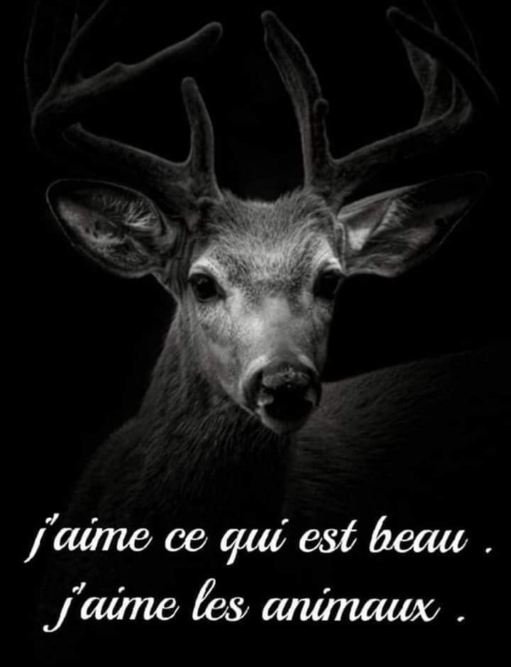 Adea Claude (@adeaclaude) on Twitter photo 