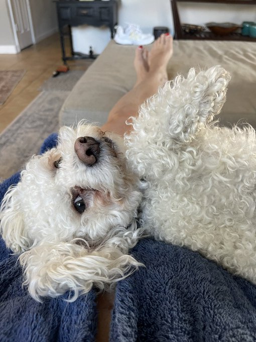 I&rsquo;m in desperate need of a pedicure, but my pups won&rsquo;t let me go anywhere without him. He has a bit of