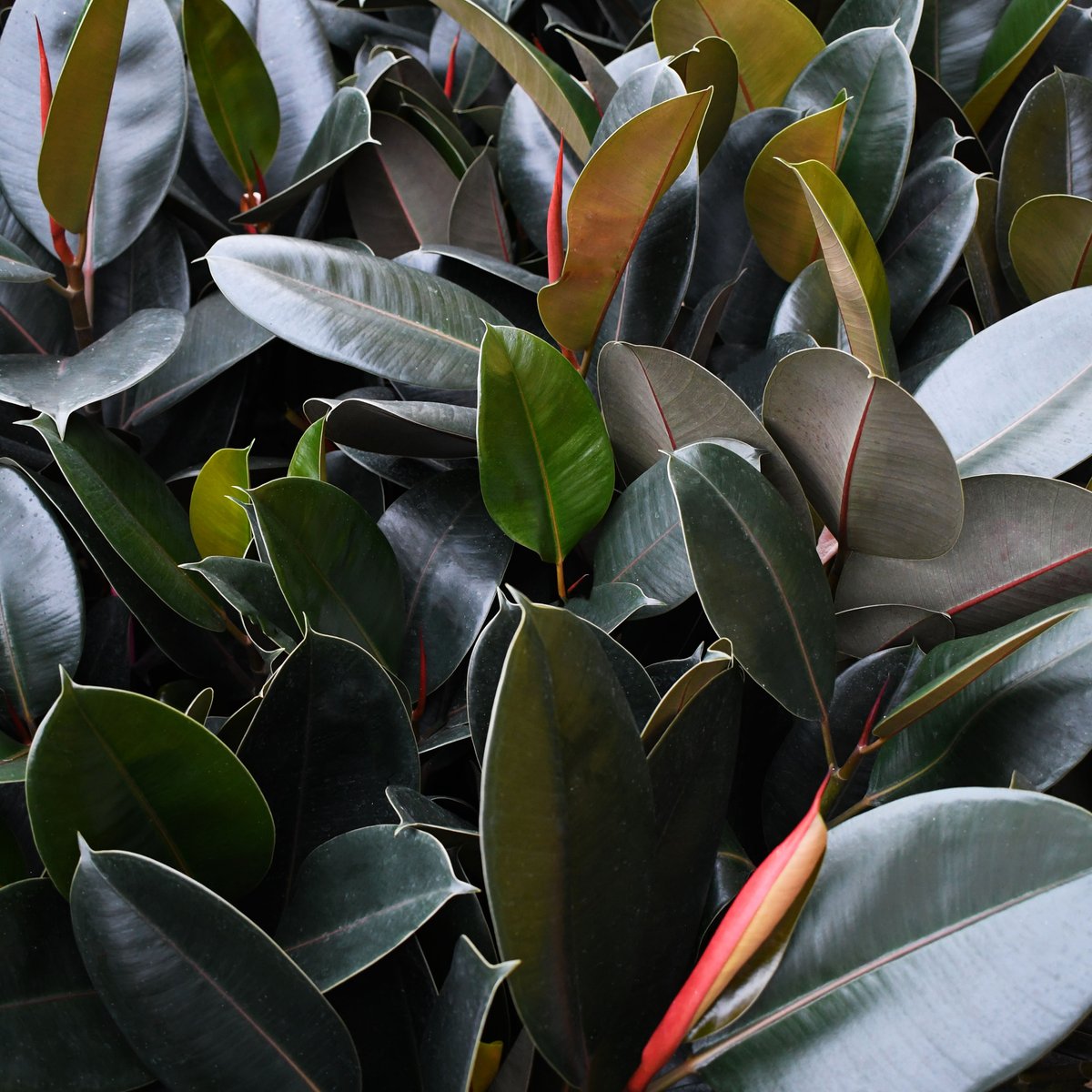 Rubber Plants have thick, waxy and round-shaped foliage that is a symbol of money and prosperity.

 #colasantifarmsltd #colasantifarms #rubberplants #plantsmakemehappy #foliagefriday #tropicalplants