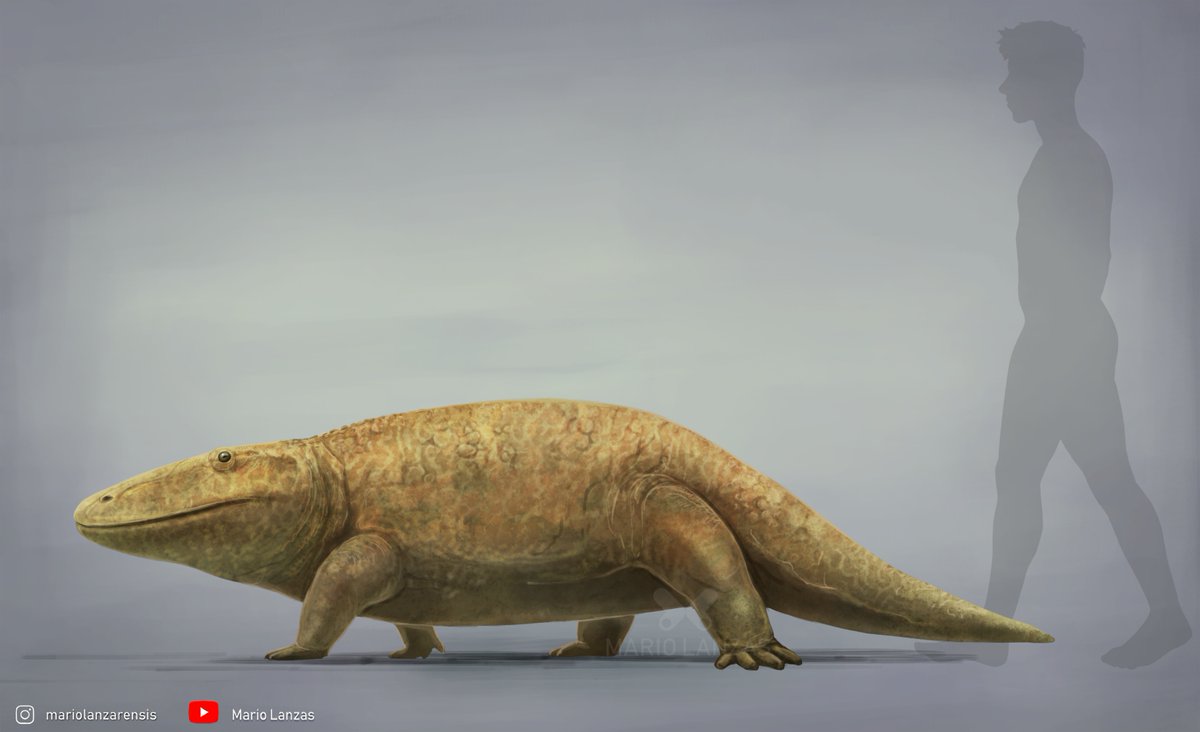 mariolanzas5's tweet photo. ERYOPS #eryops #permian #paleoart #temnospondyli https://t.co/XJFCgm3rpL