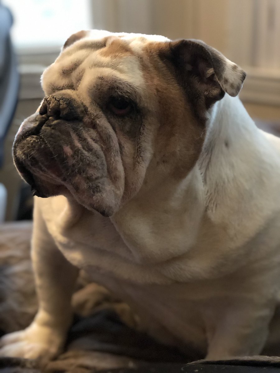 Gertie the Bulldog tweet media