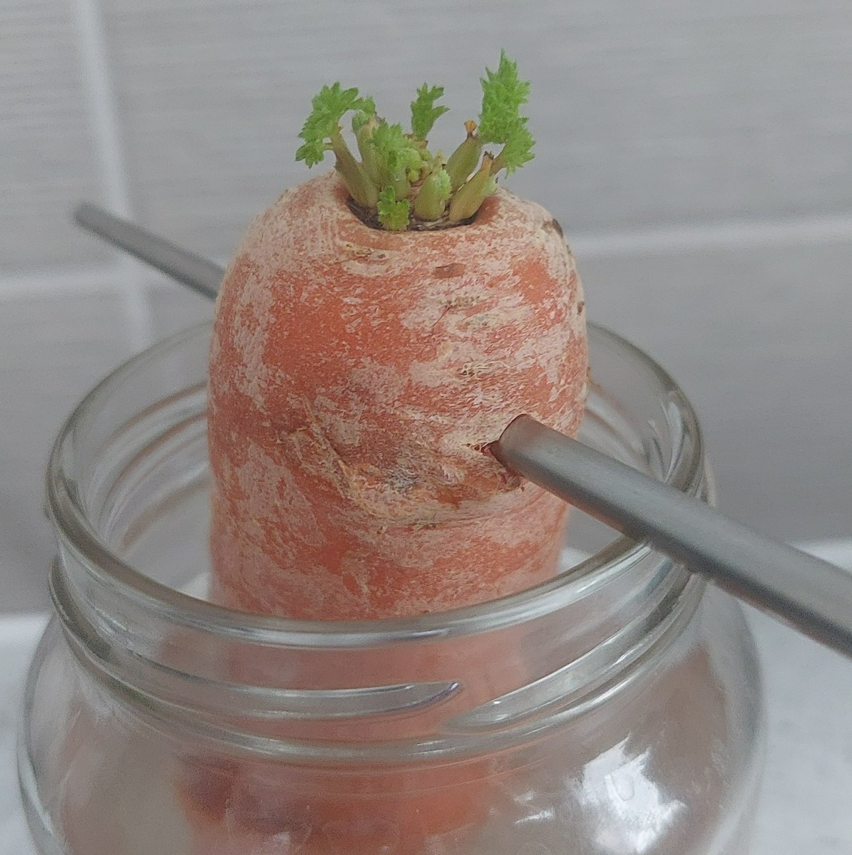 readingmuseum's tweet photo. We are getting ready for our February half term activities here at Reading Museum!
Will our carrot tops grow?? Find out next Thursday in our Science Experiments: Discover How Plants Grow sessions.
https://t.co/5CnCbQ9tqA
#RDG #RDGUK #FebruaryHalfTermFun #GreenScience https://t.co/Aax0I5Y2Lj