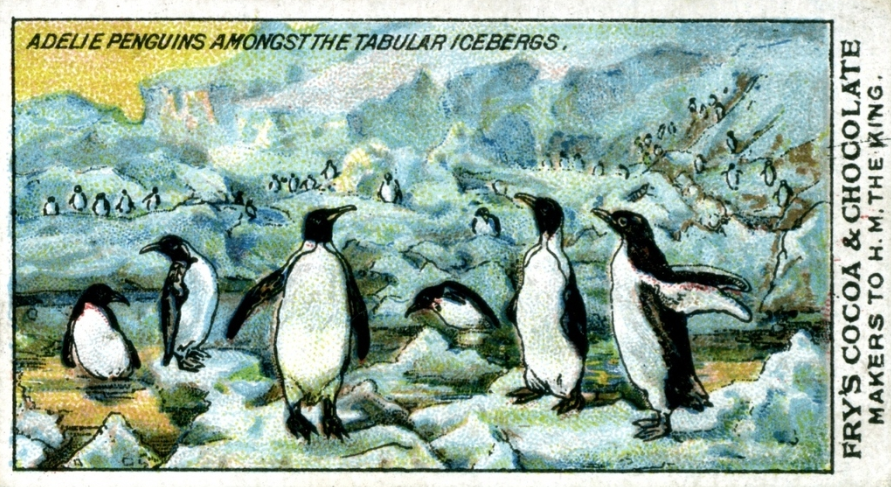 DiscoveryDundee's tweet photo. π§π«β€οΈ For this week's #FridayCollections, we have this beautiful commemorative chocolate card that bears a coloured illustration of a colony of penguins on the ice. It was part of a complete set of 25 cards commemorating the Terra Nova Expedition. https://t.co/3efDPkwPpa