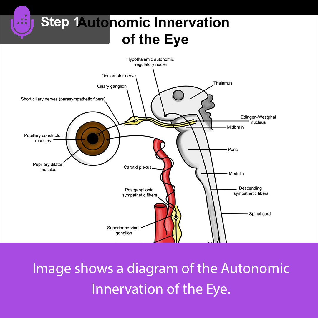 The parasympathetic and sympathetic nervous system control the pupil ...