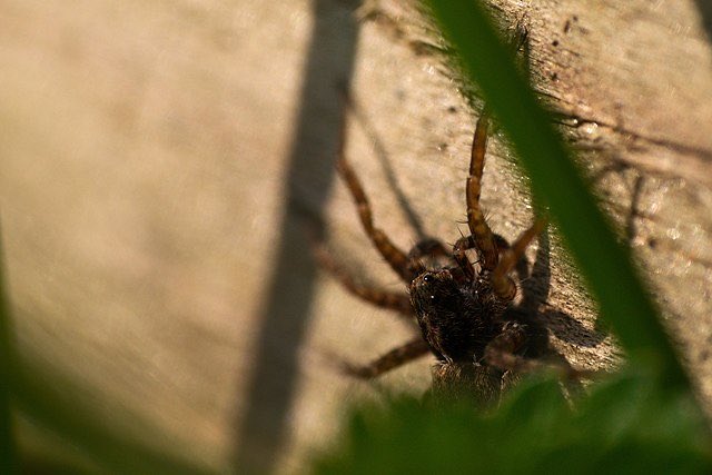 the_spidermind's tweet image. 🌏 Spider Fun Fact! 🌏 Spiders can be found in some of the most extreme places on Earth, including deep caves and scorching deserts. They're true survivors! 🌋🕷️#ExtremeExplorers #SpiderAdaptation
(Source: National Geographic Image: Jamian via 500px)