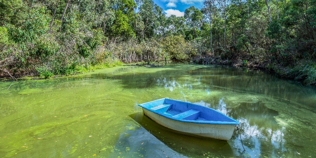 Harmful algal blooms can cause mild to severe illnesses. A survey of healthcare providers shows a need for more knowledge about these illnesses to confidently identify &amp; diagnose them. 

Read the new article from <a href="/AJPMFocus/">AJPM Focus</a>: bit.ly/3Nm5unp #HarmfulAlagalBlooms