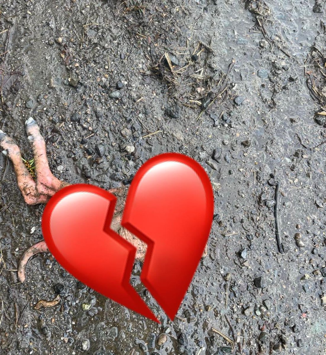 My Lovely Horse Rescue tweet media