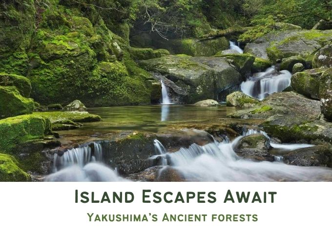 The Blueberry Trails tweet media