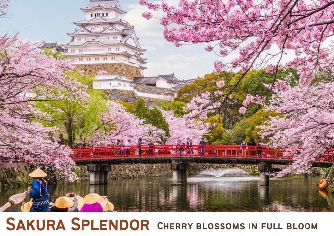 The Blueberry Trails tweet media