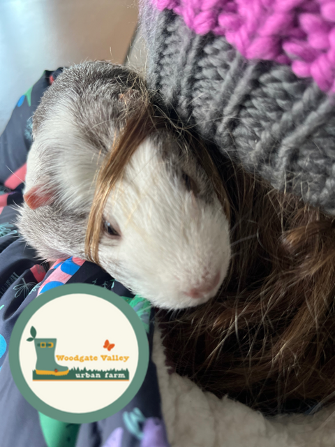 aaa_landau's tweet photo. Anxious feelings are forgotten when young autistic service users attend Woodgate Valley Farm’s Reboot programme funded through an AAA Grant.  Working outdoors and looking after the animals provides comfort, happiness and aids mental health recovery.
#ChildrensMentalHealthWeek https://t.co/rT4aXBu41J