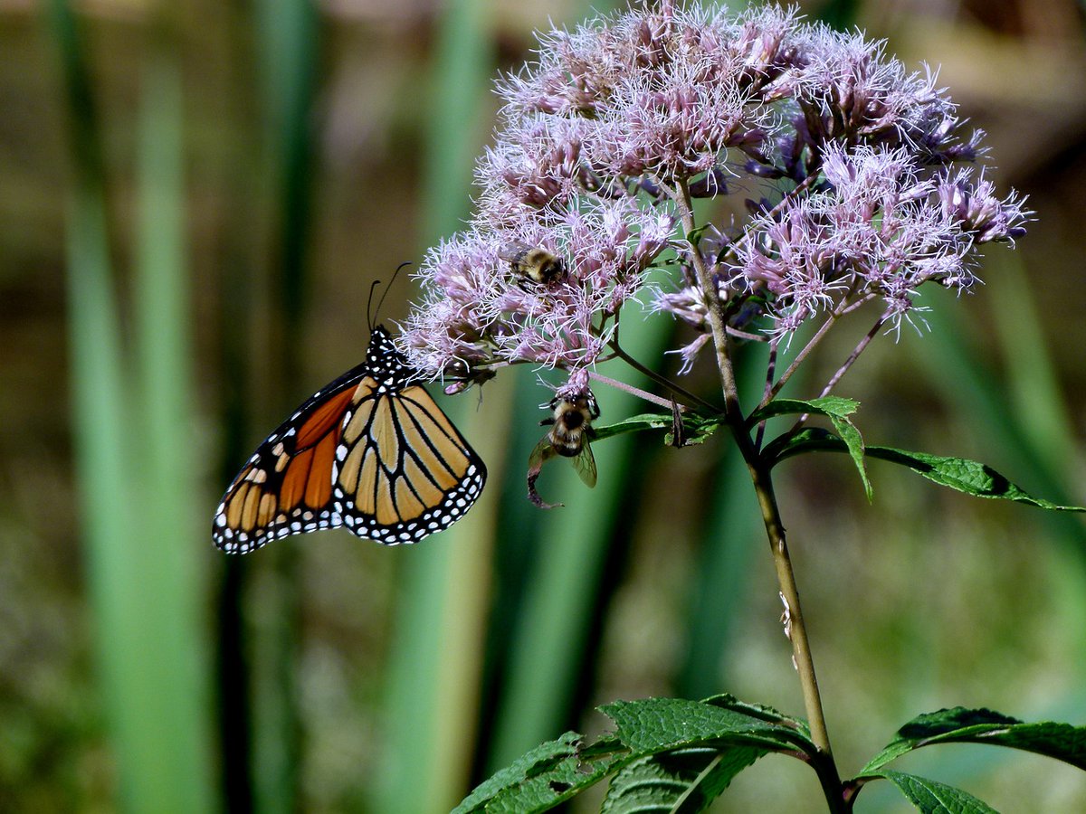 PollinatingLT's tweet photo. Native or non-native plants for pollinators? It is a huge debate within #pollinator conservation.
Wild bee species prefer native flora though climate change is increasingly making it difficult for these species to survive, whereas non-natives may cope better.
#pollinatinglondon https://t.co/vRdeYKAw5V