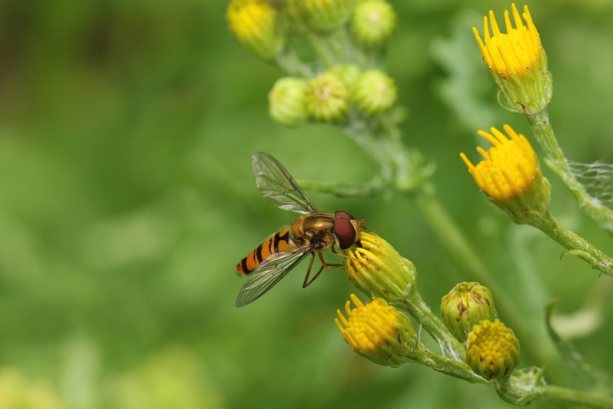 There are roughly 275 species of hoverflies in Britain. Together they’ll visit 80% of garden’s flowers to feed and pollinate. #pollinatinglondon #hoverflies