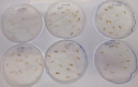 Our varieties during germination tests, under different stress conditions. <a href="/FutureGrain/">Future Grain</a>