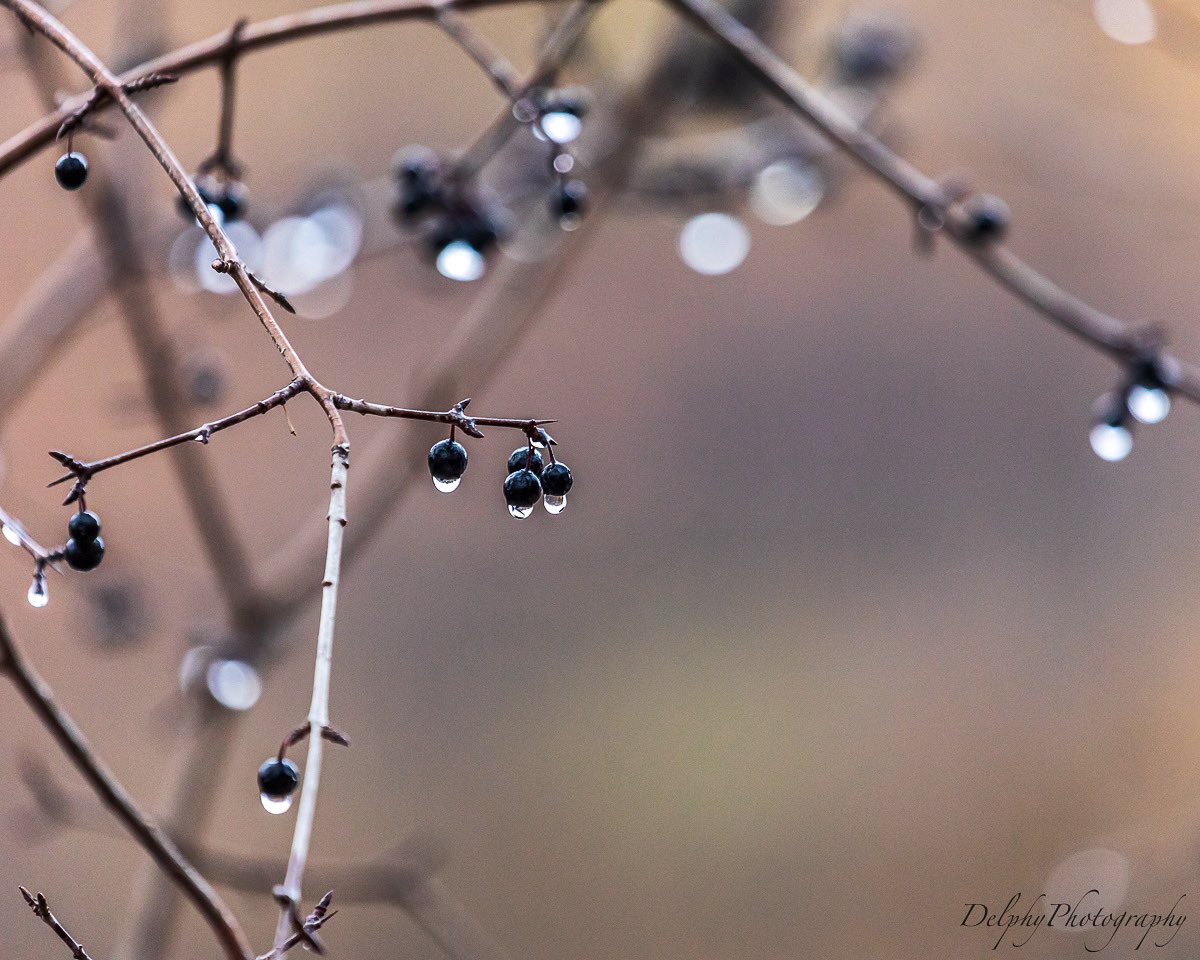 djmoff909's tweet photo. '0 deg C . This is the only temperature where water and ice can co-exist.'  #winterphoto #naturephotography #naturebeauty #liquidart #freezes #naturallightphotography https://t.co/DhJTP2AQlK