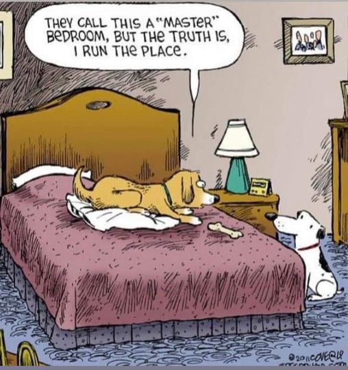 WelcomeDogPack's tweet photo. Lol... how true is this https://t.co/oAeeLWOk5Z