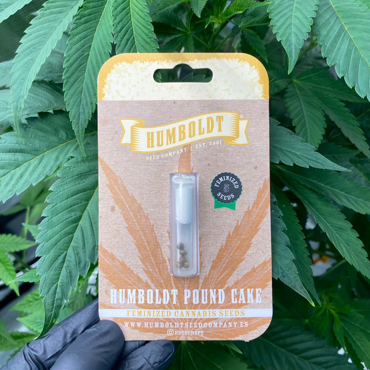 Siam Seeds tweet media