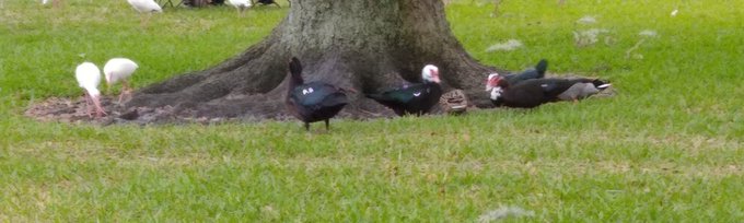 Happy Friday Everyone. I fed the ducks yesterday evening and it was successful. I fed them strawberries