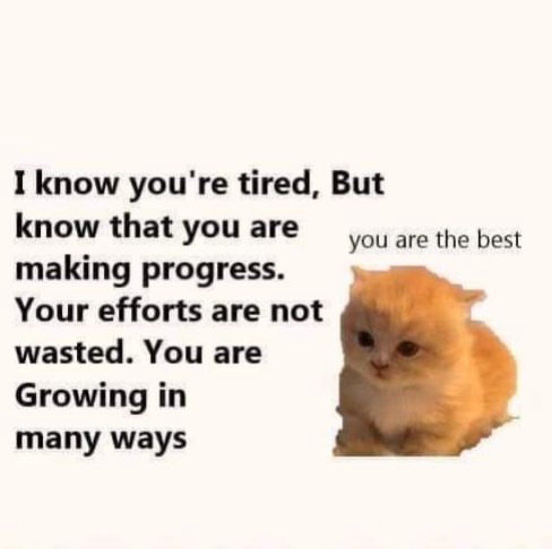 PunchingCat's tweet photo. ❤️ https://t.co/ISKqKWgV08