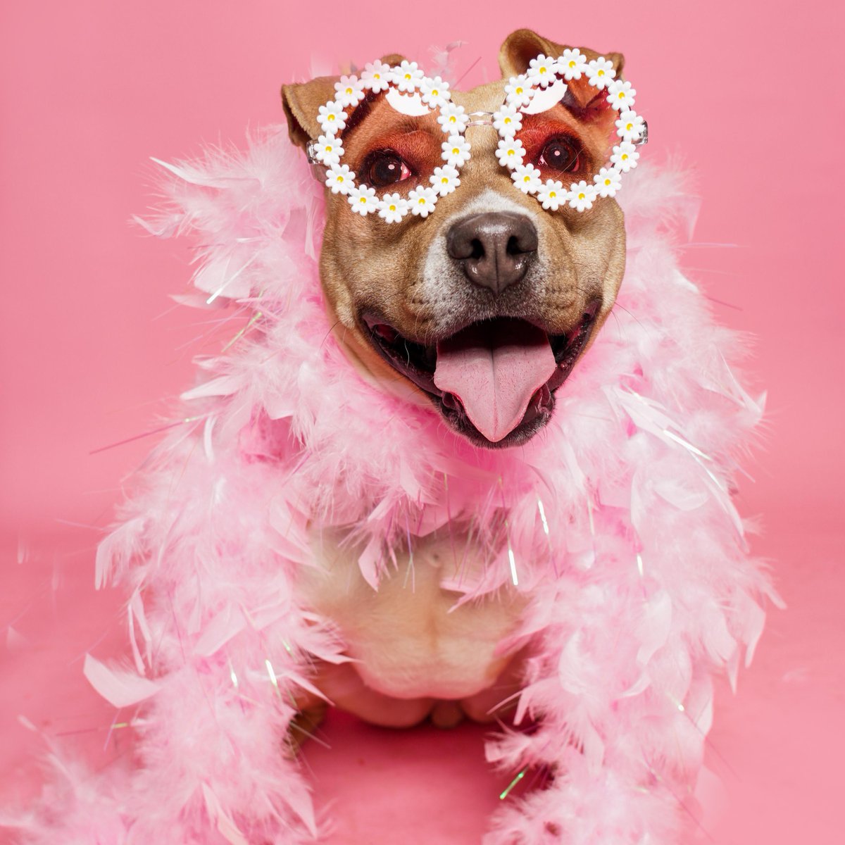 St. Hubert's Animal Welfare Center (@sthubertsanimal) on Twitter photo Rosalie is a pint-sized cutie with a huge heart! She loves cuddling with her people and showering them with kisses. She’s always up to play fetch or tug-of-war. Rosalie is the paw-fect companion for your outdoor adventures. To adopt her, email her foster at rockbock50@gmail.com. Rosalie is a pint-sized cutie with a huge heart! She loves cuddling with her people and showering them with kisses. She’s always up to play fetch or tug-of-war. Rosalie is the paw-fect companion for your outdoor adventures. To adopt her, email her foster at rockbock50@gmail.com.