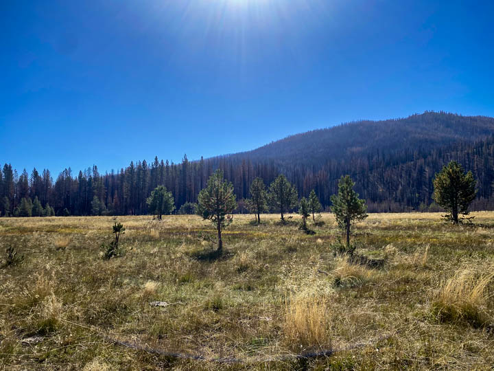 Baccala Ranch Reforestation Project