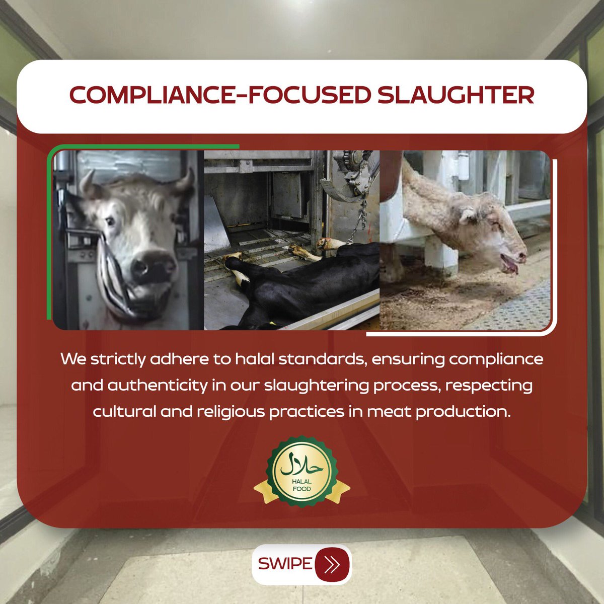 unionmeatgroup's tweet image. Discover precision and compassion in every cut with Union Meat Group's Slaughtering Services. Our expert team employs species-specific techniques for beef, lamb, and cattle, ensuring each slaughter meets our rigorous standards for quality and care. #UnionMeatGroup #UnionMeat